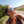 Наталья Сокол